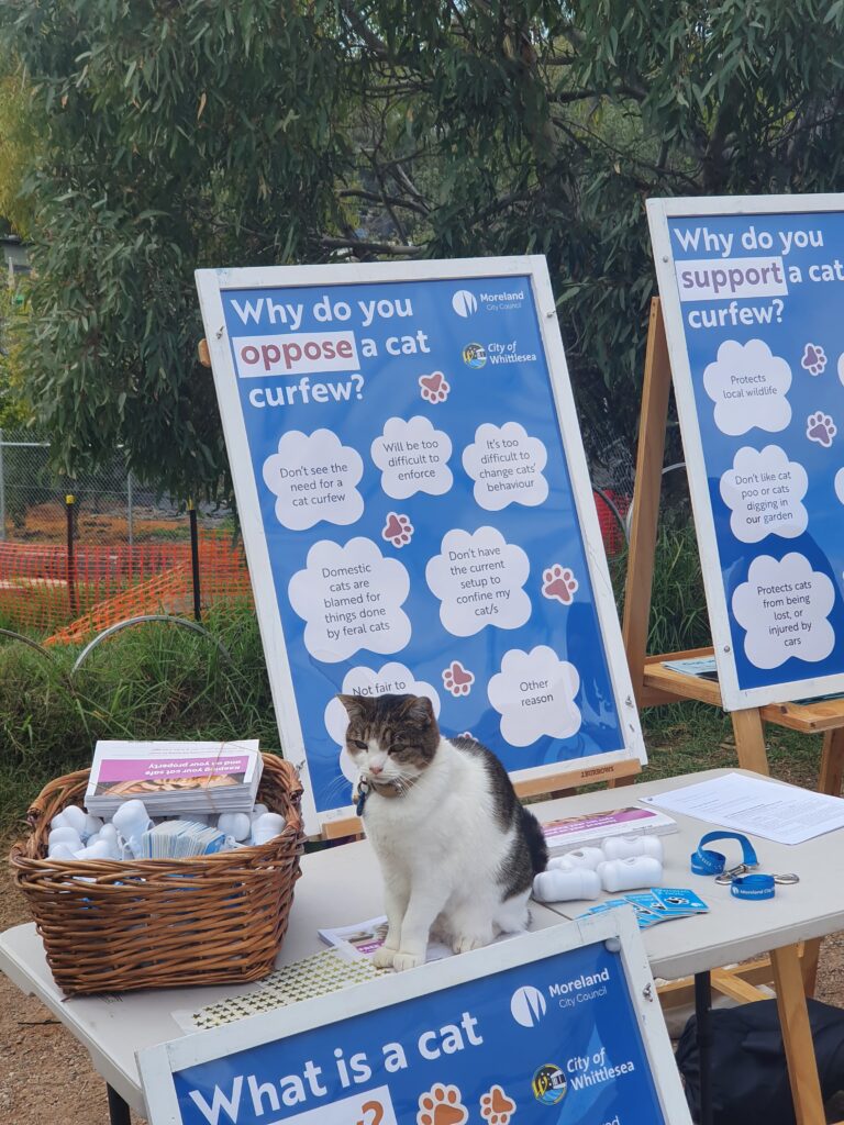 Community engagement pop-up about cat curfew